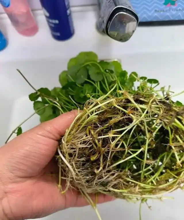 養了銅錢草8年,發現「魚缸養」才是開啟它的正確方式,魚肥草美
