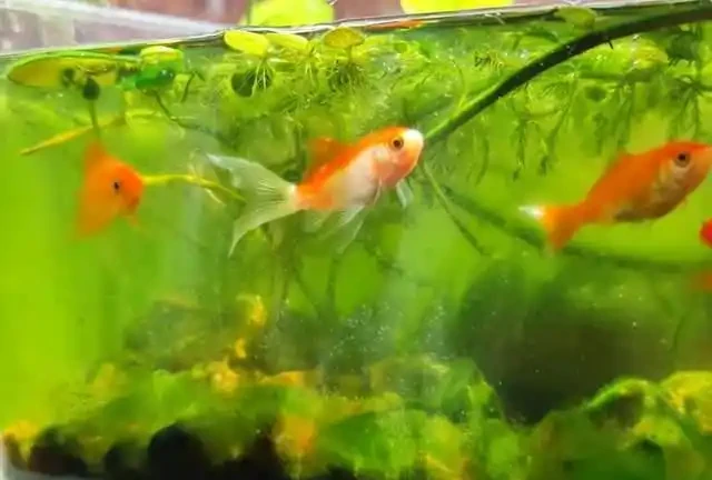 養了銅錢草8年,發現「魚缸養」才是開啟它的正確方式,魚肥草美
