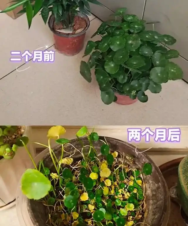 養了銅錢草8年,發現「魚缸養」才是開啟它的正確方式,魚肥草美