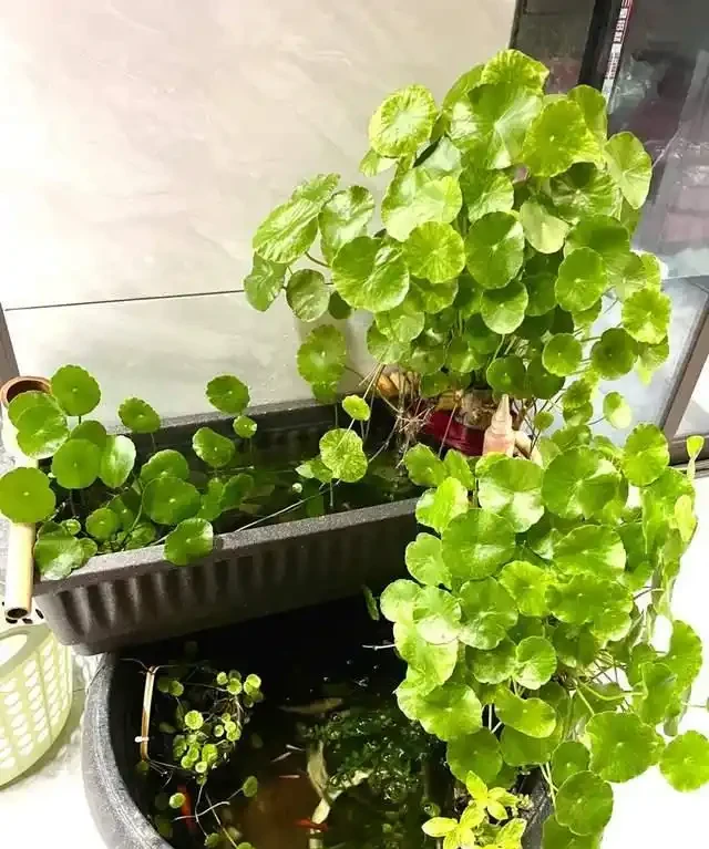 養了銅錢草8年,發現「魚缸養」才是開啟它的正確方式,魚肥草美