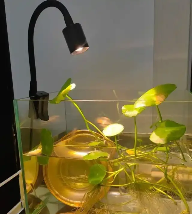 養了銅錢草8年,發現「魚缸養」才是開啟它的正確方式,魚肥草美