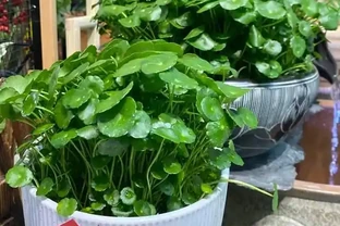 養了銅錢草8年，發現「魚缸養」才是開啟它的正確方式，魚肥草美