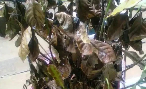 梔子花葉片發黑的原因,梔子花葉子發黑枯萎是什麼病害