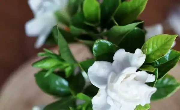 梔子花葉片發黑的原因,梔子花葉子發黑枯萎是什麼病害