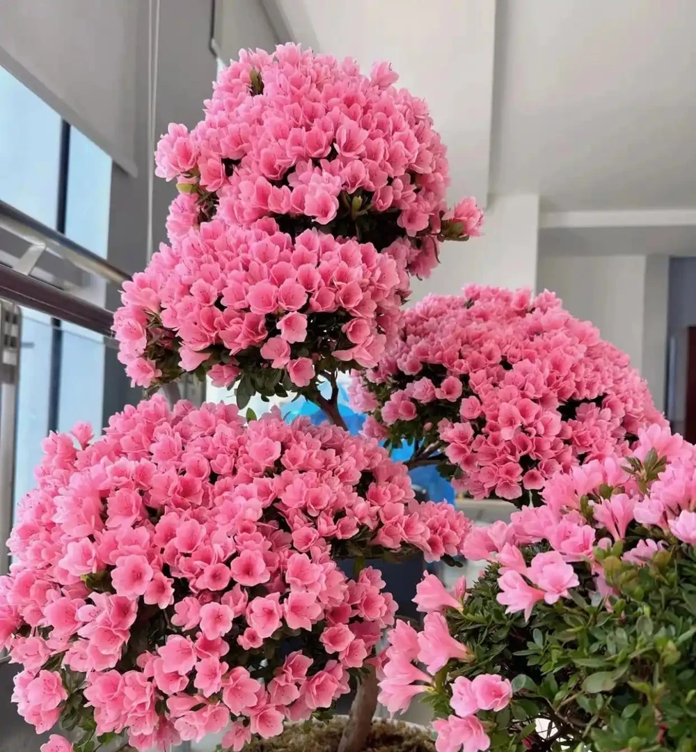 進門處尤其不宜擺放以下6種花卉,比如客廳、玄關門口等位置