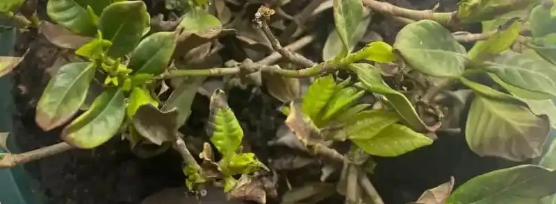 梔子花葉片發黑的原因,梔子花葉子發黑枯萎是什麼病害