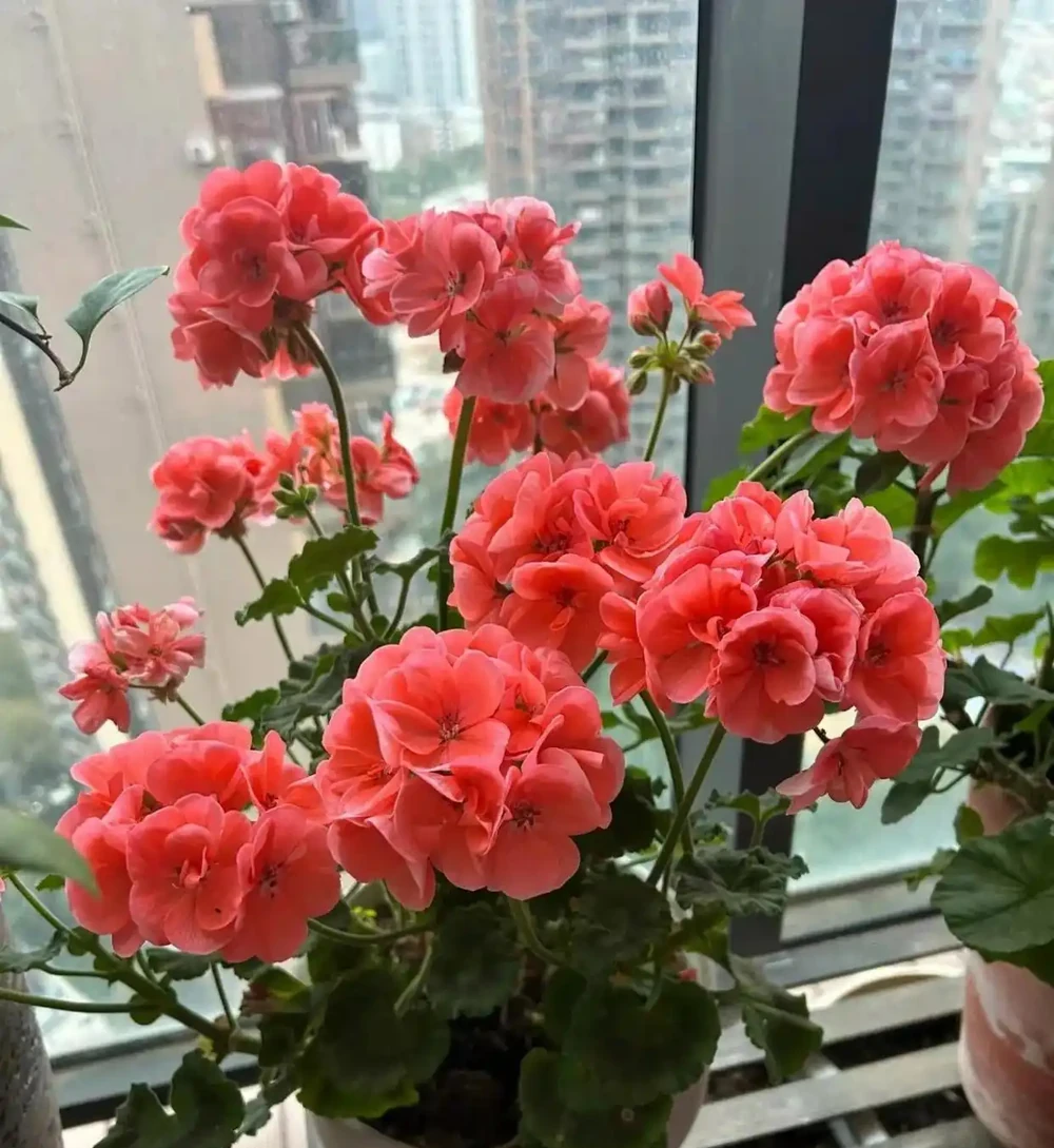 進門處尤其不宜擺放以下6種花卉,比如客廳、玄關門口等位置