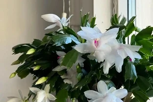 進門處尤其不宜擺放以下6種花卉，比如客廳、玄關門口等位置