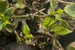 梔子花葉片發黑的原因，梔子花葉子發黑枯萎是什麼病害
