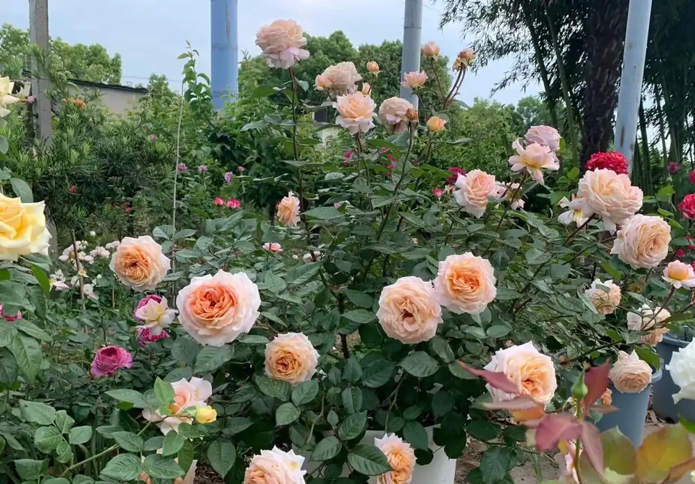 還算皮實