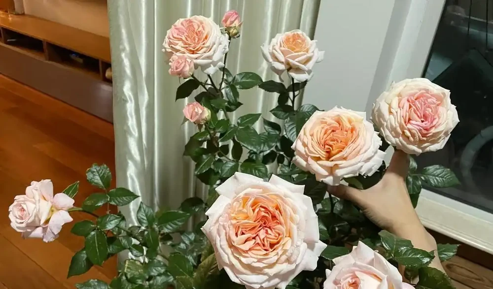 多季開花
