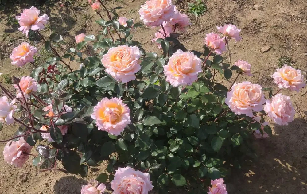 香味濃郁