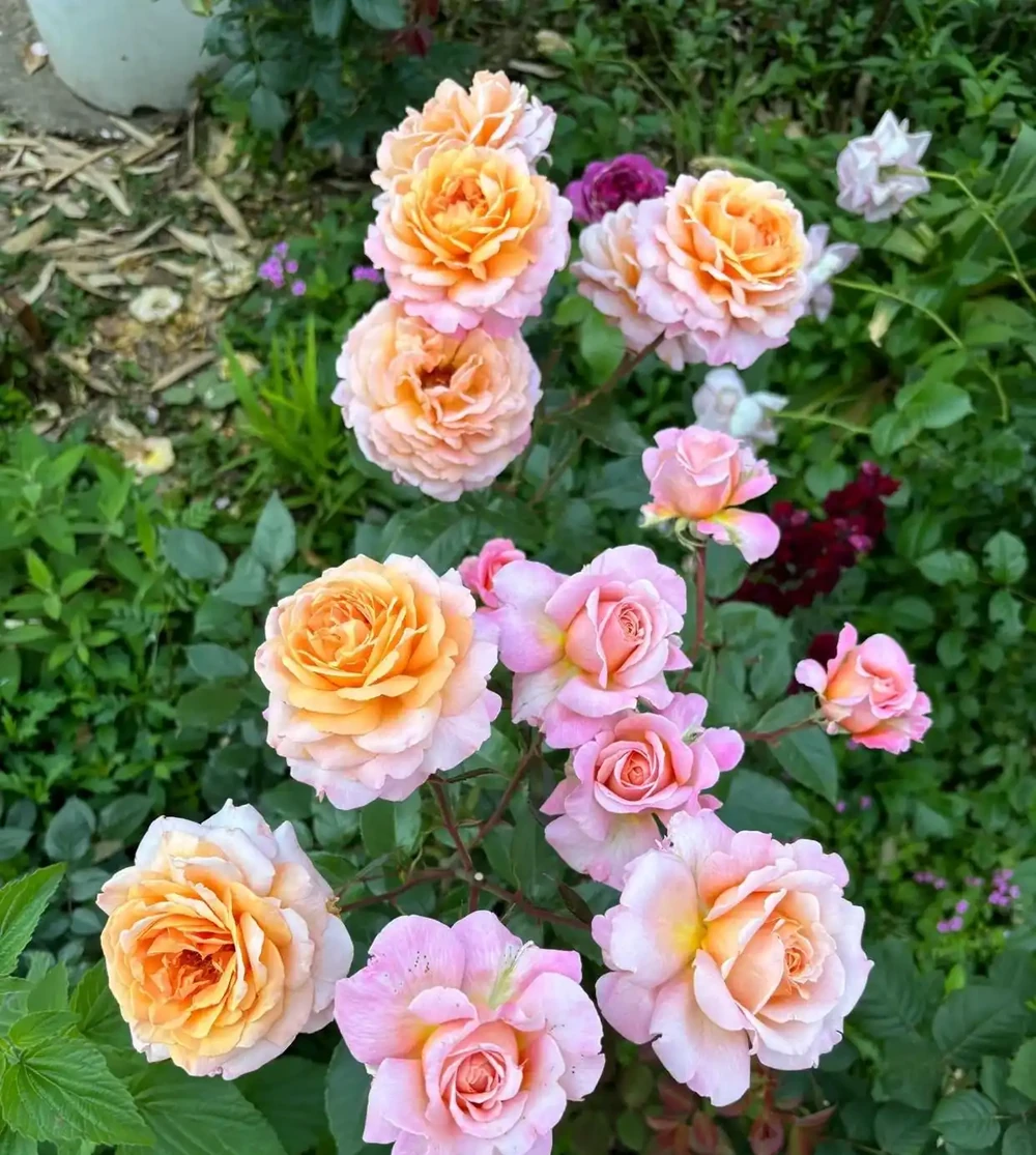 多頭開花