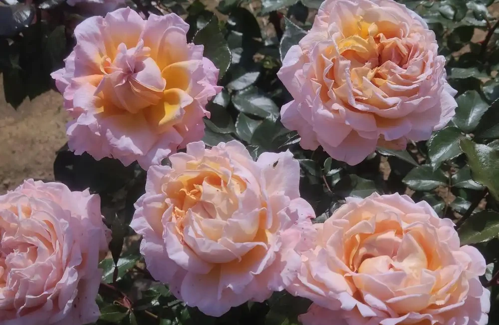 花大色美