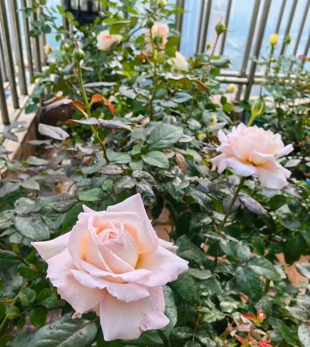 陽臺可養