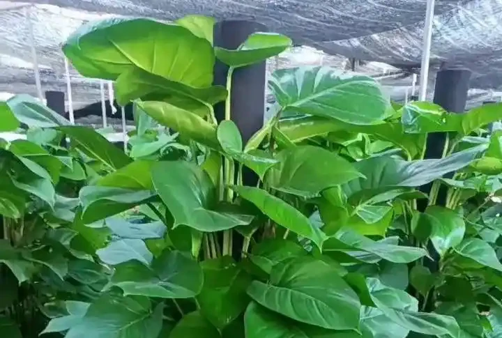 大葉黃金葛怎麼養護