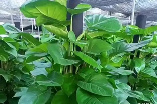 大葉黃金葛怎麼養護