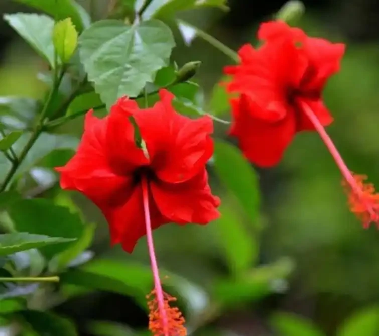 常年開花不斷的10種花,被花友們譽為「不敗花」