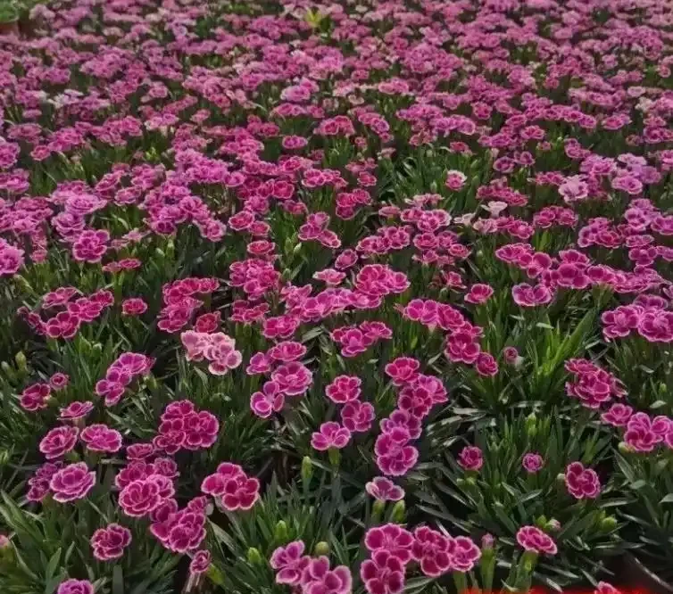 常年開花不斷的10種花,被花友們譽為「不敗花」