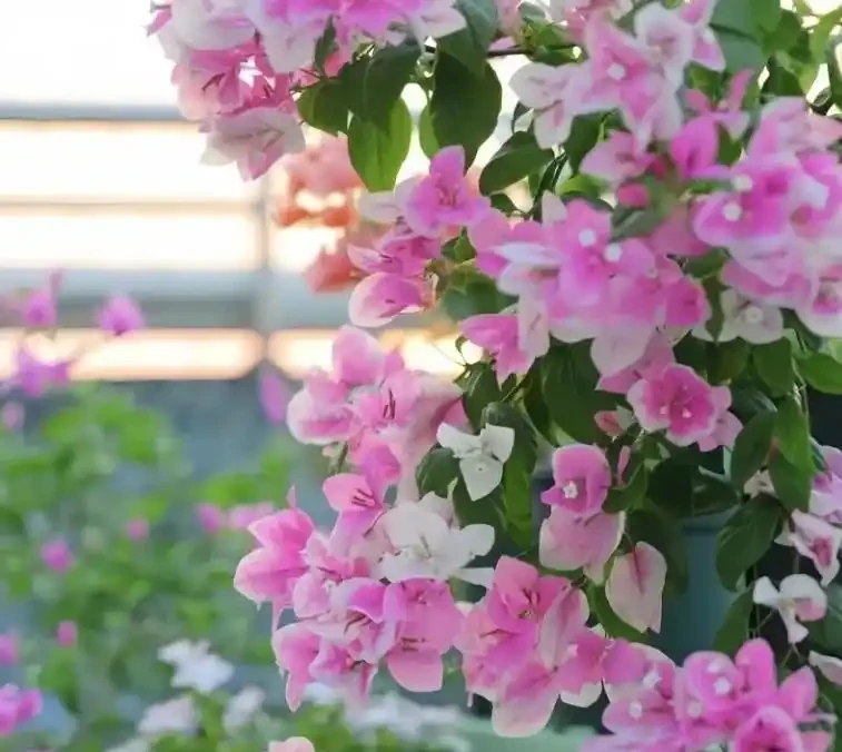常年開花不斷的10種花,被花友們譽為「不敗花」
