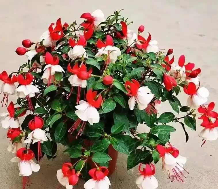 常年開花不斷的10種花,被花友們譽為「不敗花」