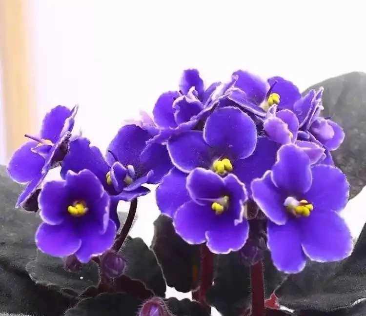 常年開花不斷的10種花,被花友們譽為「不敗花」