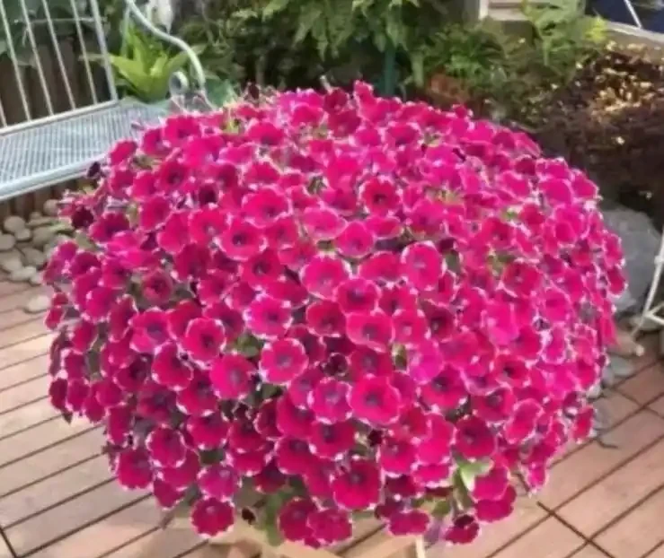 常年開花不斷的10種花,被花友們譽為「不敗花」