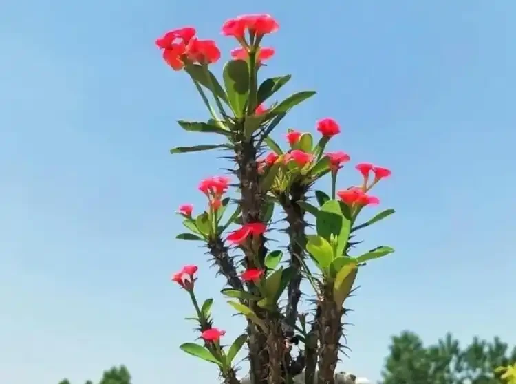 常年開花不斷的10種花,被花友們譽為「不敗花」