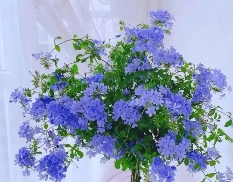 常年開花不斷的10種花,被花友們譽為「不敗花」