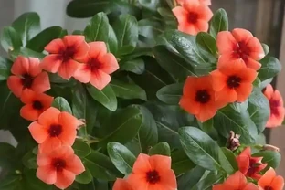常年開花不斷的10種花，被花友們譽為「不敗花」