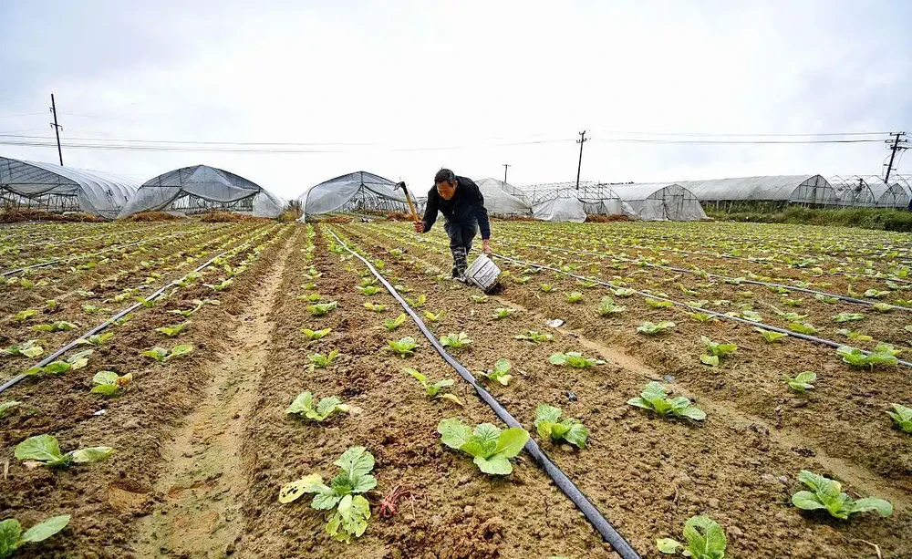 蔬菜夏季追施複合肥料，是埋施還是衝施好？