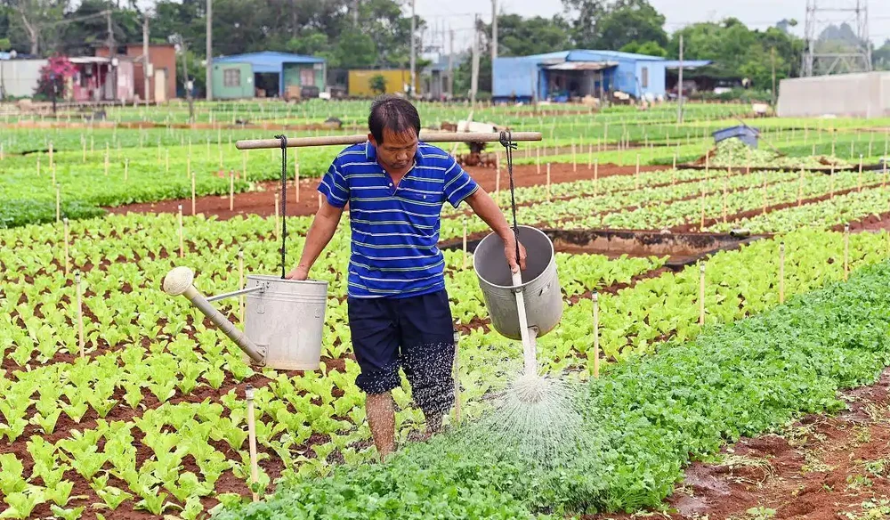 蔬菜夏季追施複合肥料,是埋施還是衝施好?