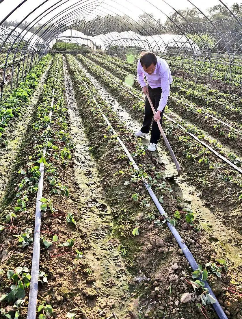 蔬菜夏季追施複合肥料,是埋施還是衝施好?