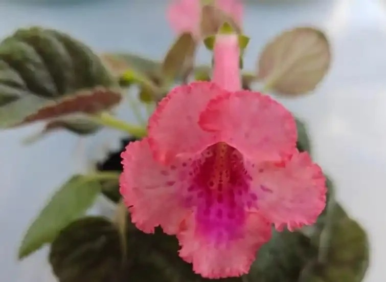 10種「喜陰花」,開花漂亮,開花期長,客廳沒陽光也能長得好
