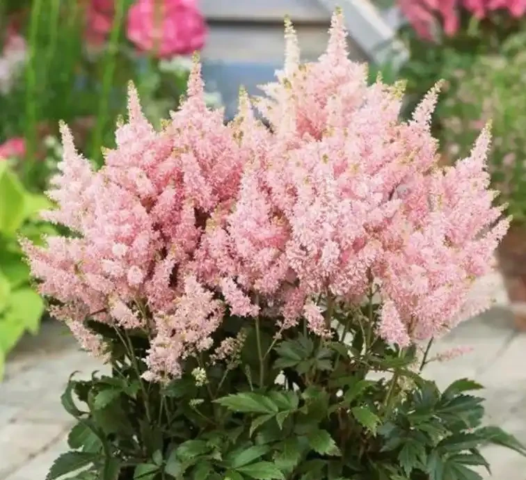 10種「喜陰花」,開花漂亮,開花期長,客廳沒陽光也能長得好