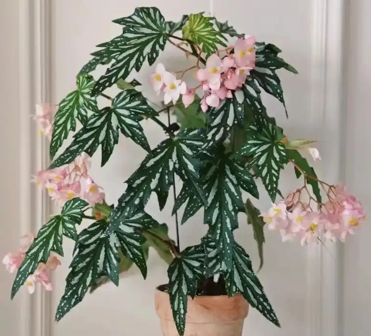 10種「喜陰花」,開花漂亮,開花期長,客廳沒陽光也能長得好