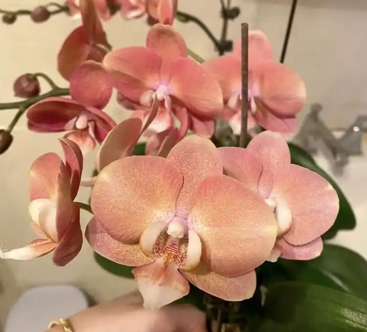10種「喜陰花」,開花漂亮,開花期長,客廳沒陽光也能長得好