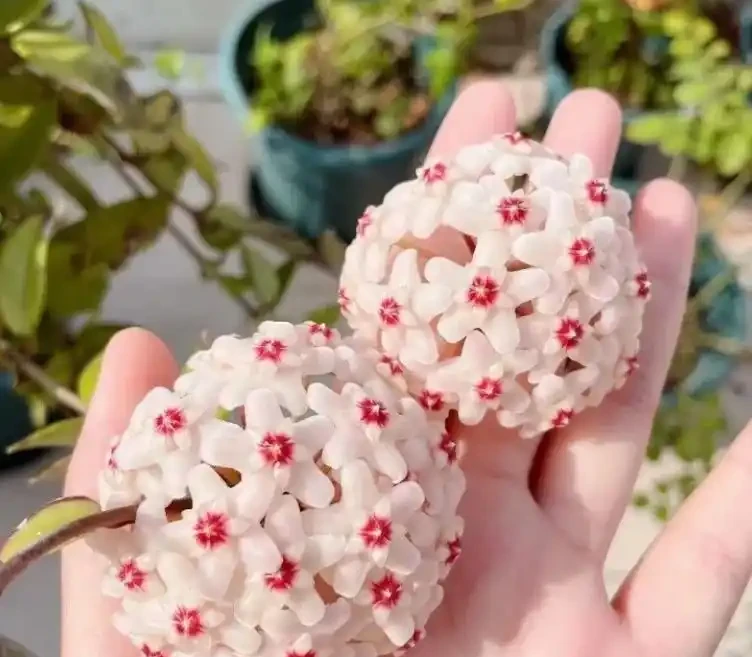 10種「喜陰花」,開花漂亮,開花期長,客廳沒陽光也能長得好