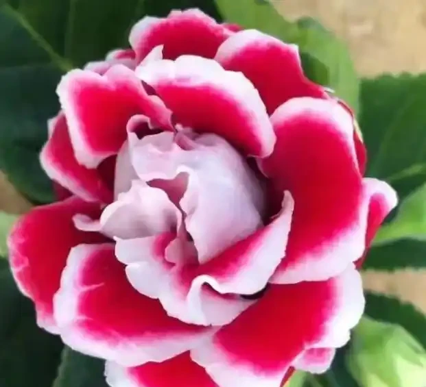 10種「喜陰花」,開花漂亮,開花期長,客廳沒陽光也能長得好