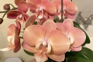10種「喜陰花」，開花漂亮，開花期長，客廳沒陽光也能長得好