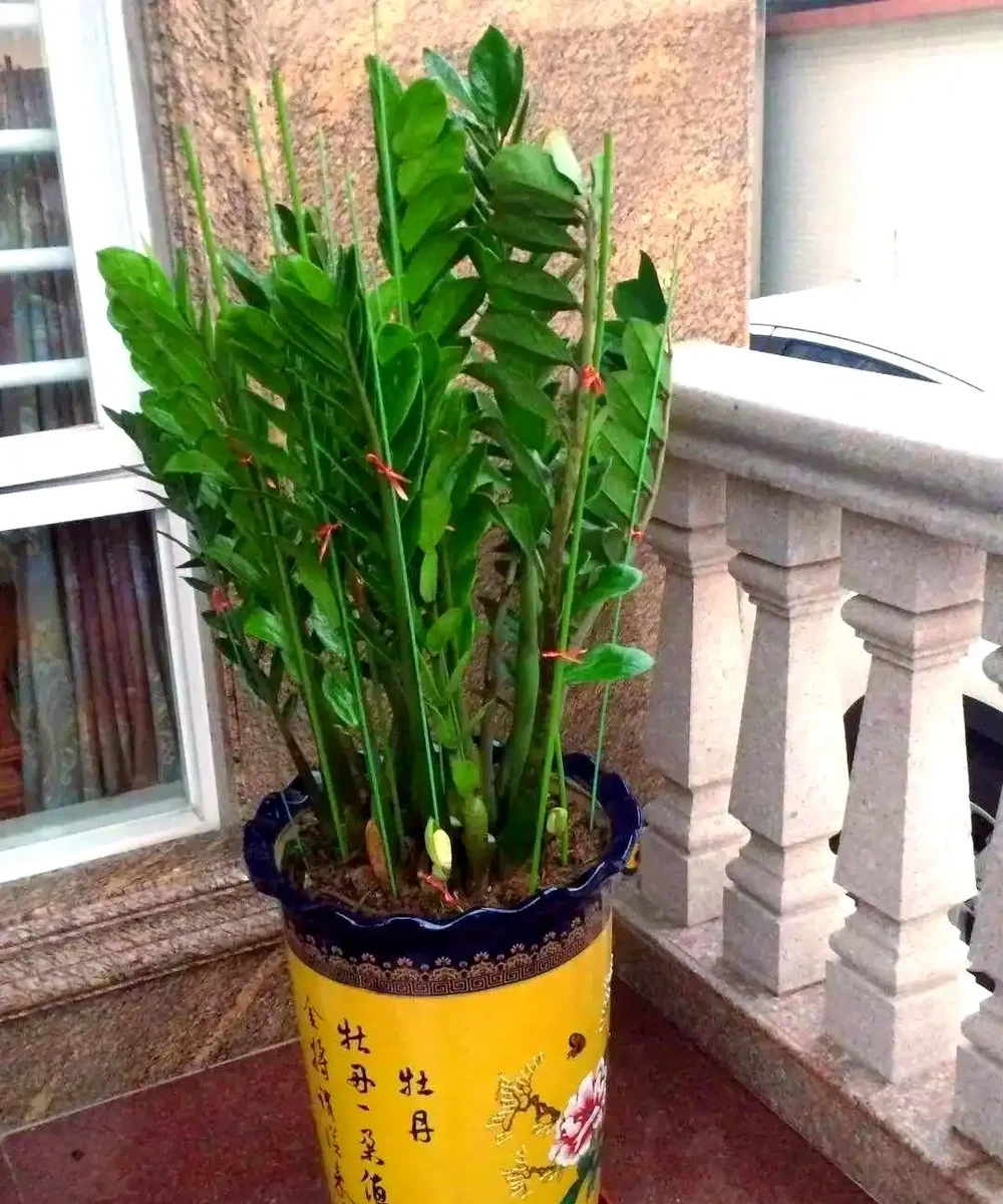 三種無需陽光的植物推薦:輕鬆養護綠植