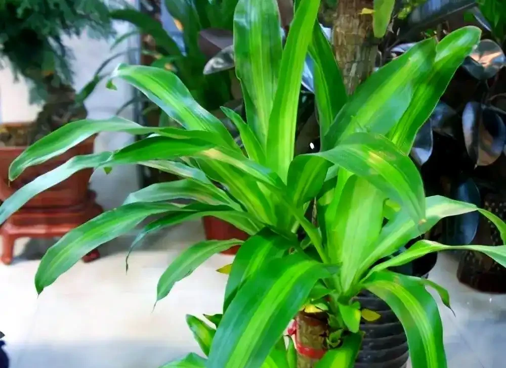 三種無需陽光的植物推薦:輕鬆養護綠植