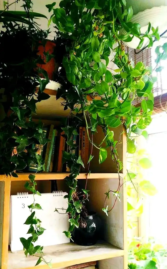 三種無需陽光的植物推薦:輕鬆養護綠植