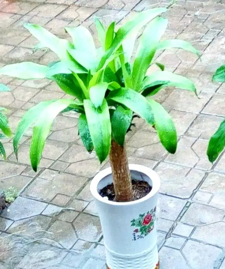 三種無需陽光的植物推薦:輕鬆養護綠植