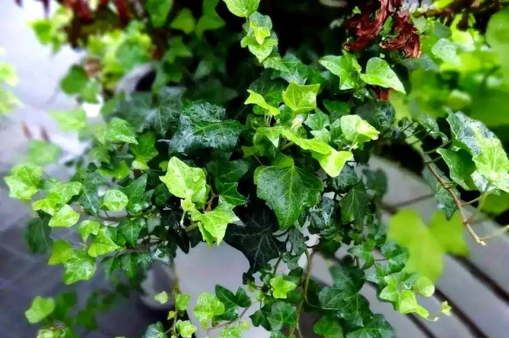 三種無需陽光的植物推薦:輕鬆養護綠植