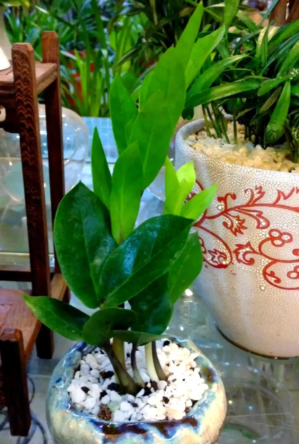 三種無需陽光的植物推薦:輕鬆養護綠植