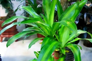 三種無需陽光的植物推薦：輕鬆養護綠植