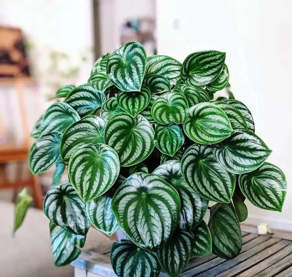 38種耐陰「懶人花」!沒陽光也能滿盆,陽臺客廳秒變綠植角