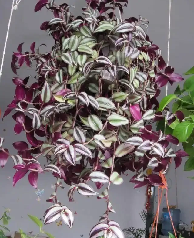 38種耐陰「懶人花」!沒陽光也能滿盆,陽臺客廳秒變綠植角