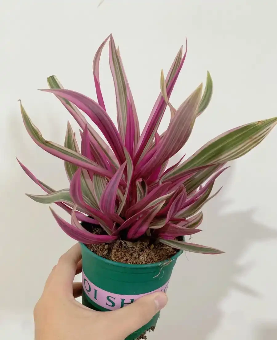38種耐陰「懶人花」!沒陽光也能滿盆,陽臺客廳秒變綠植角